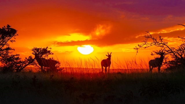 best-sunset-views-maasai-mara