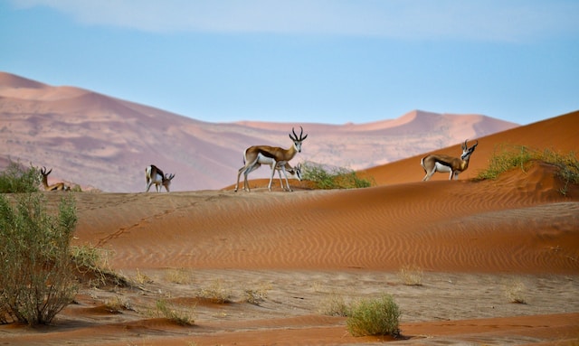 best-places-to-visit-in-africa-namibia