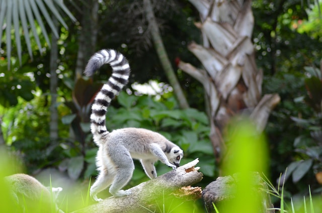best-places-to-visit-in-africa-madagascar-lemur