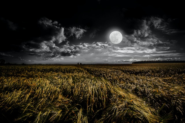 moon-watching-grasslands