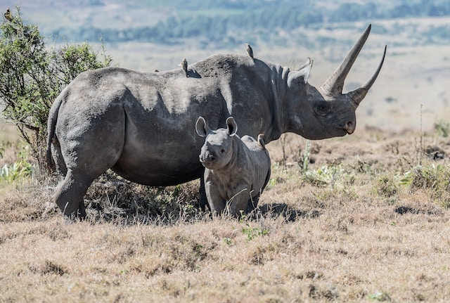 black-rhino-aberdares