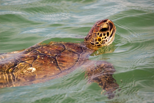rare-animals-in-the-us-kemps-ridley-sea-turtle