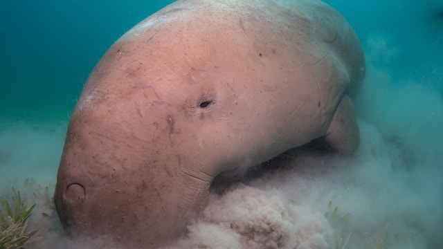endangered-species-dugong