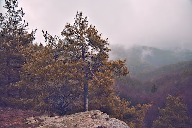 pine-tree-on-mountain-landscape