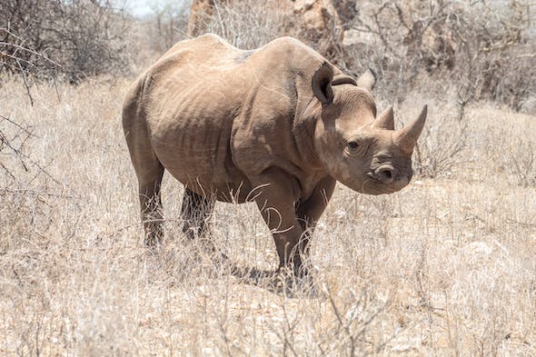 rare-creatures-of-africa-white-rhino