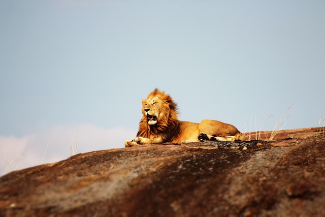 male-lion-serengeti
