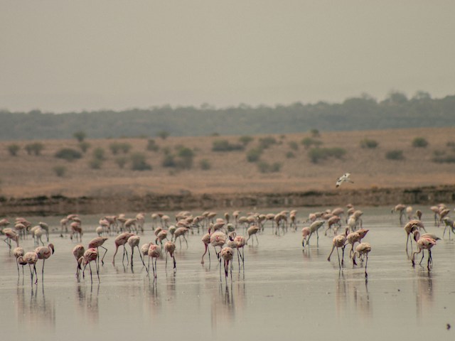 lake-magadi-kenya-flamingoes